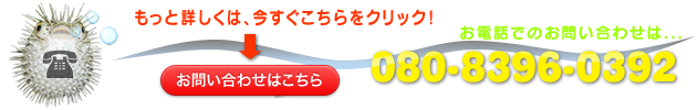 沖縄の初心者向けダイビングショップ Sea Free(シーフリー)