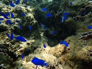 青い熱帯魚とシュノーケリング