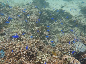 沖縄シュノーケリング珊瑚礁