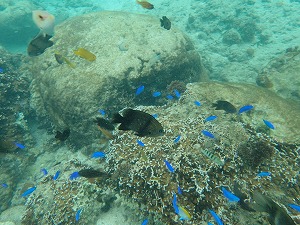 沖縄シュノーケリング珊瑚とお魚