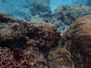 沖縄シュノーケリング珊瑚