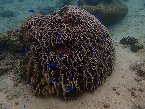 沖縄シュノーケリング珊瑚
