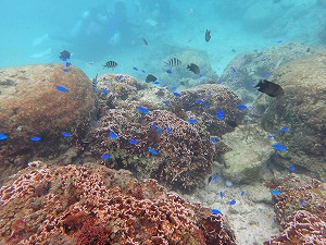 シュノーケリング熱帯魚