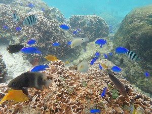 シュノーケリング熱帯魚