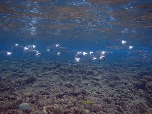 シュノーケリング魚の群れ