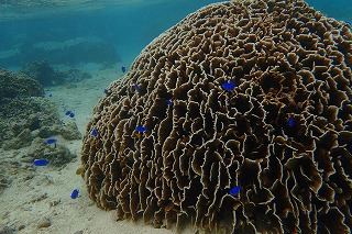 シュノーケリング珊瑚礁