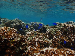 体験ダイビング珊瑚礁