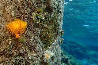 ダイビング　珊瑚の花