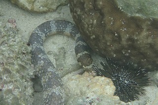 シュノーケリング海蛇