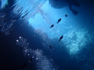 シュノーケリング青の洞窟水中