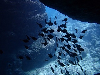 青の洞窟シュノーケリング　洞窟内の魚達