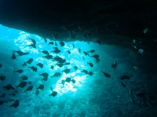 青の洞窟内　リュウキュウハタンポ