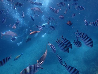 青の洞窟シュノーケリング魚
