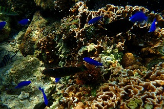 自然の珊瑚礁シュノーケリング