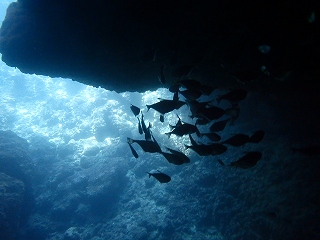青の洞窟シュノーケリング水中