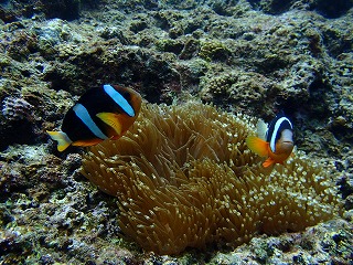 シュノーケルで珊瑚にクマノミ