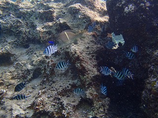 沖縄ダイビング　熱帯魚