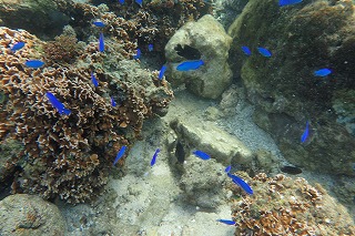 綺麗な青の熱帯魚　シュノーケリング