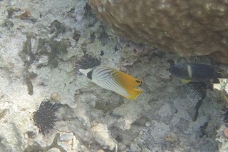 綺麗な黄色の熱帯魚　シュノーケリング