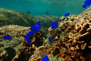 沖縄ダイビング　熱帯魚たち