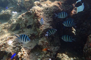 ダイビング沖縄　熱帯魚