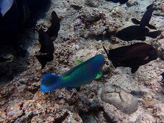 青の洞窟ダイビング　熱帯魚がたくさん！