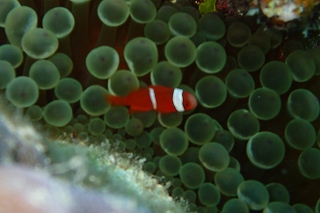 沖縄の海　熱帯魚