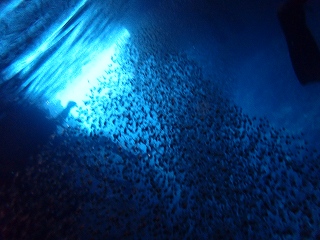 青の洞窟シュノーケリング　水中から　小魚がたくさん