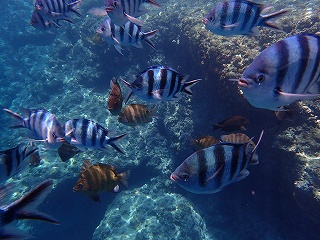 青の洞窟シュノーケリング　綺麗な熱帯魚
