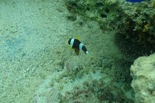 ダイビング　沖縄　熱帯魚