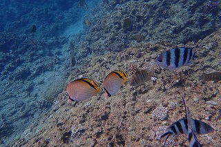 青の洞窟シュノーケリング　きれいな熱帯魚