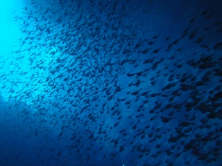 青の洞窟シュノーケリング　子魚の群れ