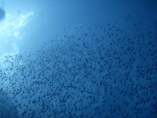 青の洞窟シュノーケリング　子魚