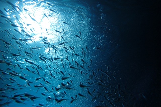 青の洞窟シュノーケリング　子魚