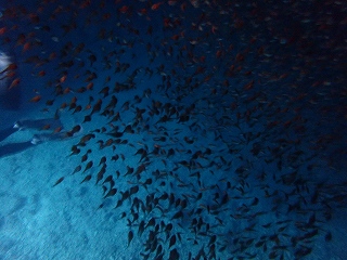 青の洞窟シュノーケリング　子魚の群れ