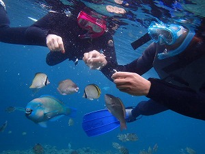 沖縄ダイビングシーフリーでは魚の餌付を無料でサービスしております